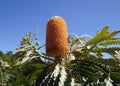 Australian native banksia flower on a shrub Royalty Free Stock Photo