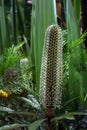 Australian native banksia flower Royalty Free Stock Photo