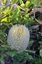 Australian native Banksia serrata flower Royalty Free Stock Photo