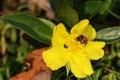 Australian Native Bee and Honey Bee