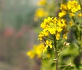 Australian native bees on organic boc choy flower