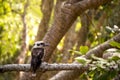 Australian native bird kookaburra on a tree