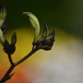 Australian native Black Kangaroo Paw flowers Royalty Free Stock Photo