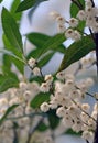 Australian native Blueberry Ash flowers, Elaeocarpus reticulatus Royalty Free Stock Photo