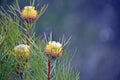 Australian native broad-leaf drumstick flowers