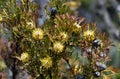 Australian native broad-leaf drumstick flowers and fruit, Isopogon anemonifolius, family Proteaceae