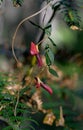 Australian native climbing Dusky Coral Pea flowers, Kennedia rubicunda, family Fabaceae