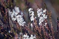 Australian native Coast Coral Heath Epacris microphylla