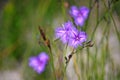 Australian native Common Fringe lilies Royalty Free Stock Photo