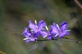 Australian native Common Fringe lilies Royalty Free Stock Photo