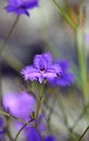 Australian native Common Fringe Lily Royalty Free Stock Photo