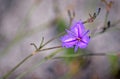 Australian native Common Fringe lily Royalty Free Stock Photo