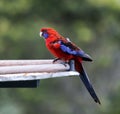 Crimson Rosella parrot