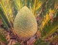 Australian native cycad