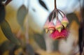 Australian native Eucalyptus caesia blossom and buds Royalty Free Stock Photo