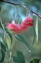 Australian native Eucalyptus caesia blossoms Royalty Free Stock Photo