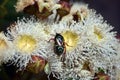 Australian native Fiddler Beetle on Angophora blossom Royalty Free Stock Photo