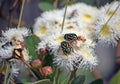 Australian native Fiddler Beetles Royalty Free Stock Photo
