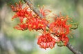 Australian native Firewheel tree flowers