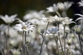 Australian native Flannel Flower wildflowers