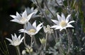 Australian native Flannel Flower wildflowers