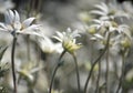 Australian native Flannel Flower wildflowers Royalty Free Stock Photo