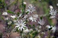 Australian native flannel flowers, Actinotus helianthi Royalty Free Stock Photo