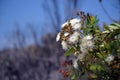 Australian native flannel flowers, Actinotus helianthi Royalty Free Stock Photo