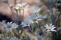 Australian native Flannel Flowers, Actinotus helianthi Royalty Free Stock Photo