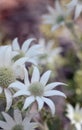 Australian native Flannel Flowers, Actinotus helianthi, family Apiaceae, in the dappled light of a woodland understory, Sydney, Royalty Free Stock Photo