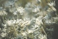 Australian native white flannel flowers Royalty Free Stock Photo