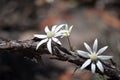 Australian native flannel flowers, Actinotus helianthi Royalty Free Stock Photo