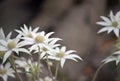 Australian native flannel flowers, Actinotus helianthi Royalty Free Stock Photo