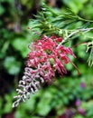 Australian native flora Grevillea Banksii red flower