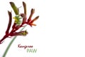 Australian native Kangaroo Paw flower on white background with copy space.