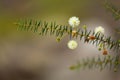 Australian native flower - golden wattle blossom