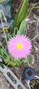 Australian Native Flower Pink longlasting Royalty Free Stock Photo