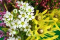 Australian native flowers