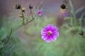 australian native flowers in the bush in spring Royalty Free Stock Photo