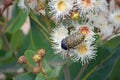 Australian native Freckled Jewel Beetle on Angophora blossom Royalty Free Stock Photo