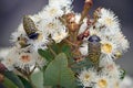 Australian native Freckled Jewel Beetle on Angophora blossom Royalty Free Stock Photo