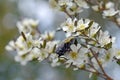 Australian native Freckled Jewel Beetle, Stigmodera macularia, feeding on tea tree blossoms Royalty Free Stock Photo