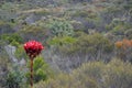 Australian native giant Gymea Lily flower spike Royalty Free Stock Photo