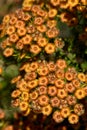 Australian native Golden feather flower Verticordia chrysantha, family Myrtaceae