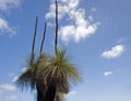 Australian native grass tree