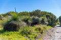 Australian native Grass Trees in the bush with flora and fauna Royalty Free Stock Photo