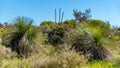 Australian native Grass Trees in the bush with flora and fauna Royalty Free Stock Photo