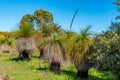 Australian native Grass Trees in the bush with flora and fauna Royalty Free Stock Photo