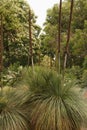 Australian native grasstree with flower spike Royalty Free Stock Photo