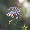 Australian native Grevillea buxifolia flower, family Proteaceae